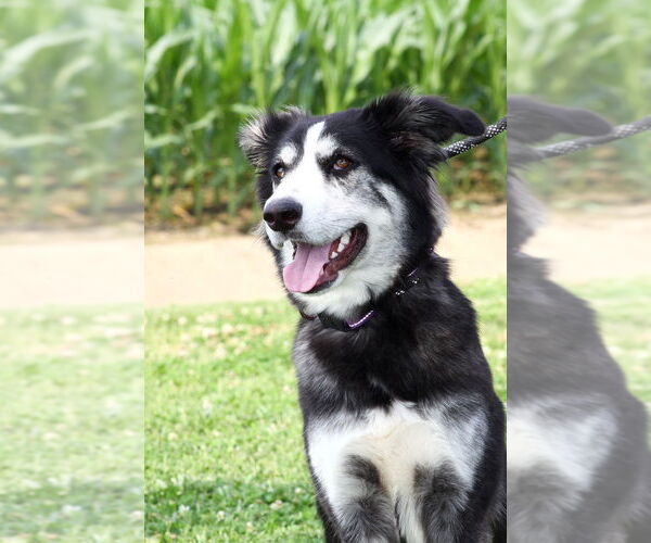 Medium Photo #5 Huskies -Unknown Mix Puppy For Sale in Evansville, IN, USA