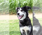 Small #4 Huskies  Mix