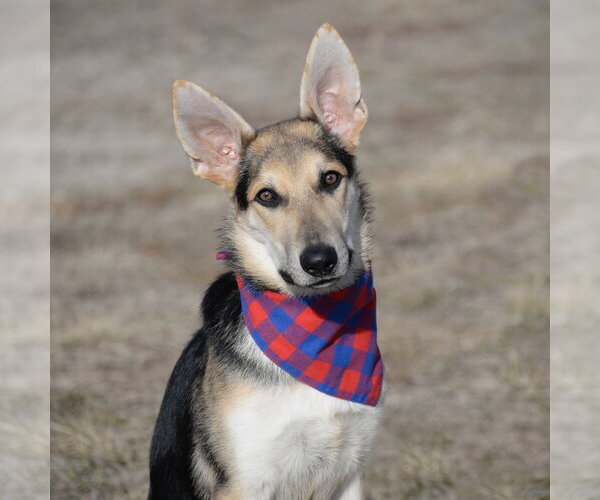 Medium Photo #2 German Shepherd Dog Puppy For Sale in Gretna, NE, USA