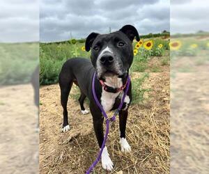 Staffordshire Bull Terrier-Unknown Mix Dogs for adoption in Brighton, CO, USA