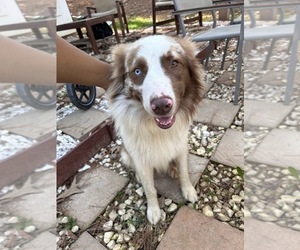 Father of the Australian Shepherd puppies born on 01/03/2026