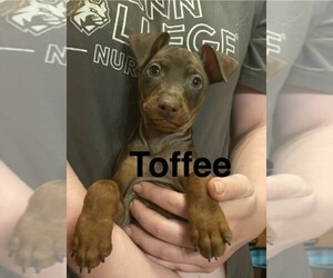 Harlequin Pinscher Puppy for sale in TROUT RUN, PA, USA