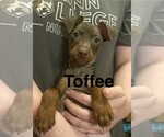 Image preview for Ad Listing. Nickname: Toffee