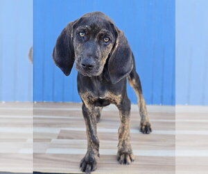 Plott Hound Dogs for adoption in Lakewood, CO, USA
