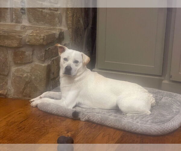 Medium Photo #2 Labrador Retriever-Unknown Mix Puppy For Sale in Rockaway, NJ, USA