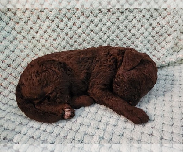 Medium Photo #6 Poodle (Standard) Puppy For Sale in CLAYTON, WA, USA