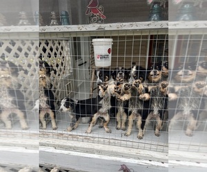 Texas Heeler Puppy for sale in LANEXA, VA, USA