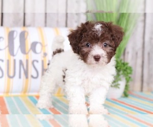 Poochon Puppy for sale in MOUNT VERNON, OH, USA