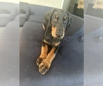 Puppy Grayson Doberman Pinscher