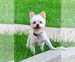 Small Maltipom