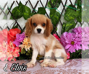 Cavalier King Charles Spaniel Puppy for sale in MIAMI, FL, USA