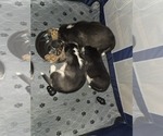 Small #12 Siberian Husky