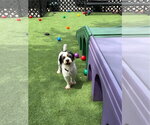 Small Shih Tzu