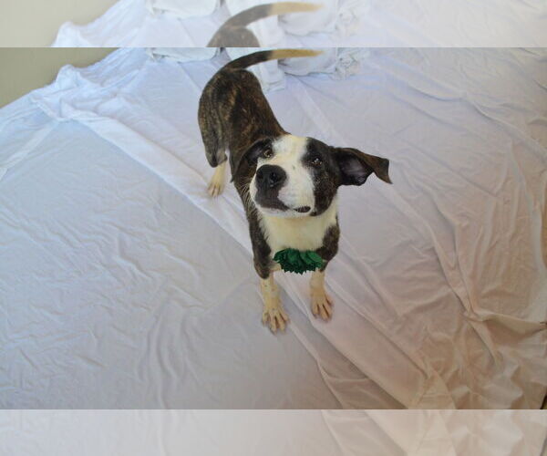 Medium Photo #2 Mutt Puppy For Sale in McKinney, TX, USA