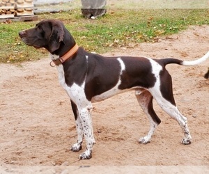 Father of the German Shorthaired Pointer puppies born on 06/06/2022