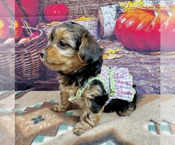 Medium Photo #5 Morkie Puppy For Sale in CASSVILLE, MO, USA