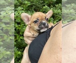 Small Photo #11 French Bulldog Puppy For Sale in JACKSONVILLE, FL, USA
