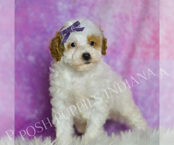 Medium Photo #33 Poodle (Toy) Puppy For Sale in WARSAW, IN, USA