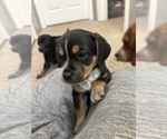 Small #1 Beagle-Chihuahua Mix