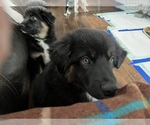 Small Photo #12 Australian Shepherd Puppy For Sale in MERCER, WI, USA