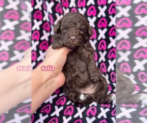 Poodle (Toy) Puppy for sale in CAMPBELLSVILLE, KY, USA