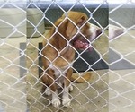 Small #10 Saint Bernard Mix