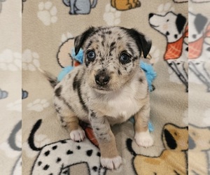 Chizer Puppy for sale in MONTEZUMA, GA, USA