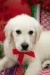 Small #3 English Cream Golden Retriever