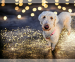 Small #11 Goldendoodle