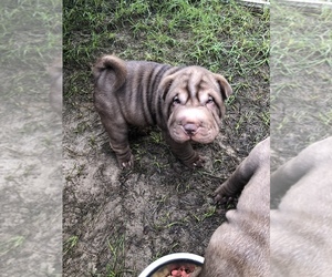 Chinese Shar-Pei Puppy for sale in BOX SPRINGS, GA, USA