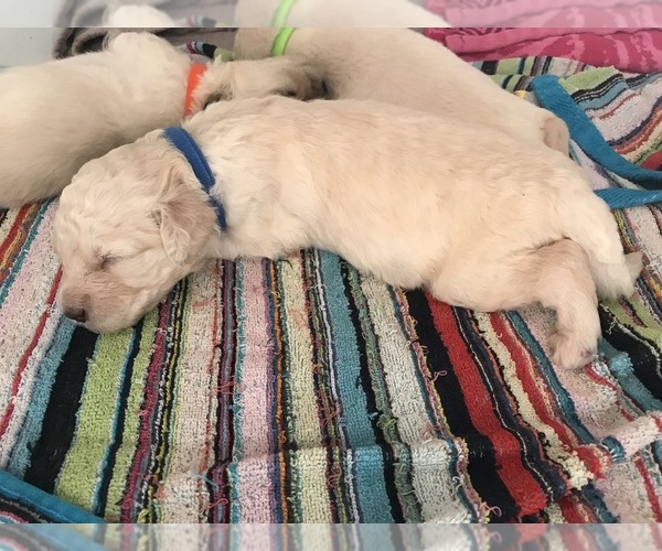 Medium Photo #9 Goldendoodle Puppy For Sale in MERCED, CA, USA