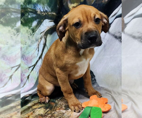 Medium Photo #2 American Pit Bull Terrier-Unknown Mix Puppy For Sale in Wetumpka, AL, USA