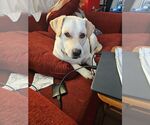 Small American Staffordshire Terrier Mix