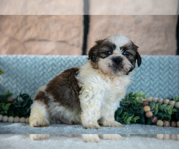 Medium Photo #10 Shih Tzu Puppy For Sale in SUGARCREEK, OH, USA