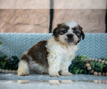Small Photo #10 Shih Tzu Puppy For Sale in SUGARCREEK, OH, USA