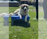 Small #9 Anatolian Shepherd Mix