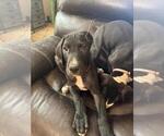 Puppy Puppy 2 Great Dane