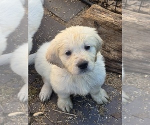 English Cream Golden Retriever Puppy for sale in ROCKY RIDGE, MD, USA