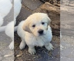 Small English Cream Golden Retriever