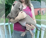 Small #5 Great Dane