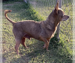 Small #8 Chihuahua