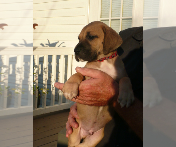 Medium Photo #12 Great Dane Puppy For Sale in CONWAY, SC, USA