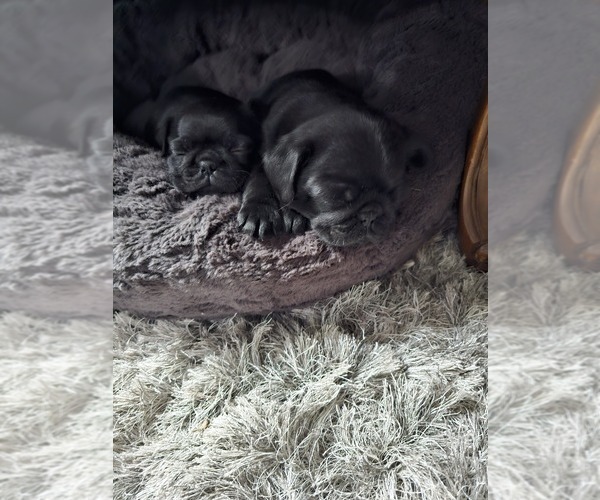 Medium Photo #1 Pug Puppy For Sale in INDEPENDENCE, MO, USA