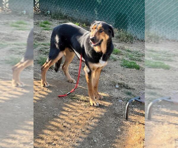 Medium Photo #3 Mutt Puppy For Sale in Brewster, NY, USA