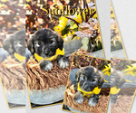 Puppy Sunflower Pyredoodle