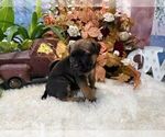Small #6 Cane Corso