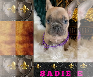 French Bulldog Puppy for sale in HEATHROW, FL, USA
