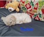 Small Photo #3 ShihPoo Puppy For Sale in CLAYTON, NC, USA