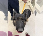 MAY - Female German Shepherd Dog Dog for Adoption - Small photo