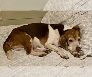 Coco Bean - Male Beagle Dog for Adoption - Photo #13